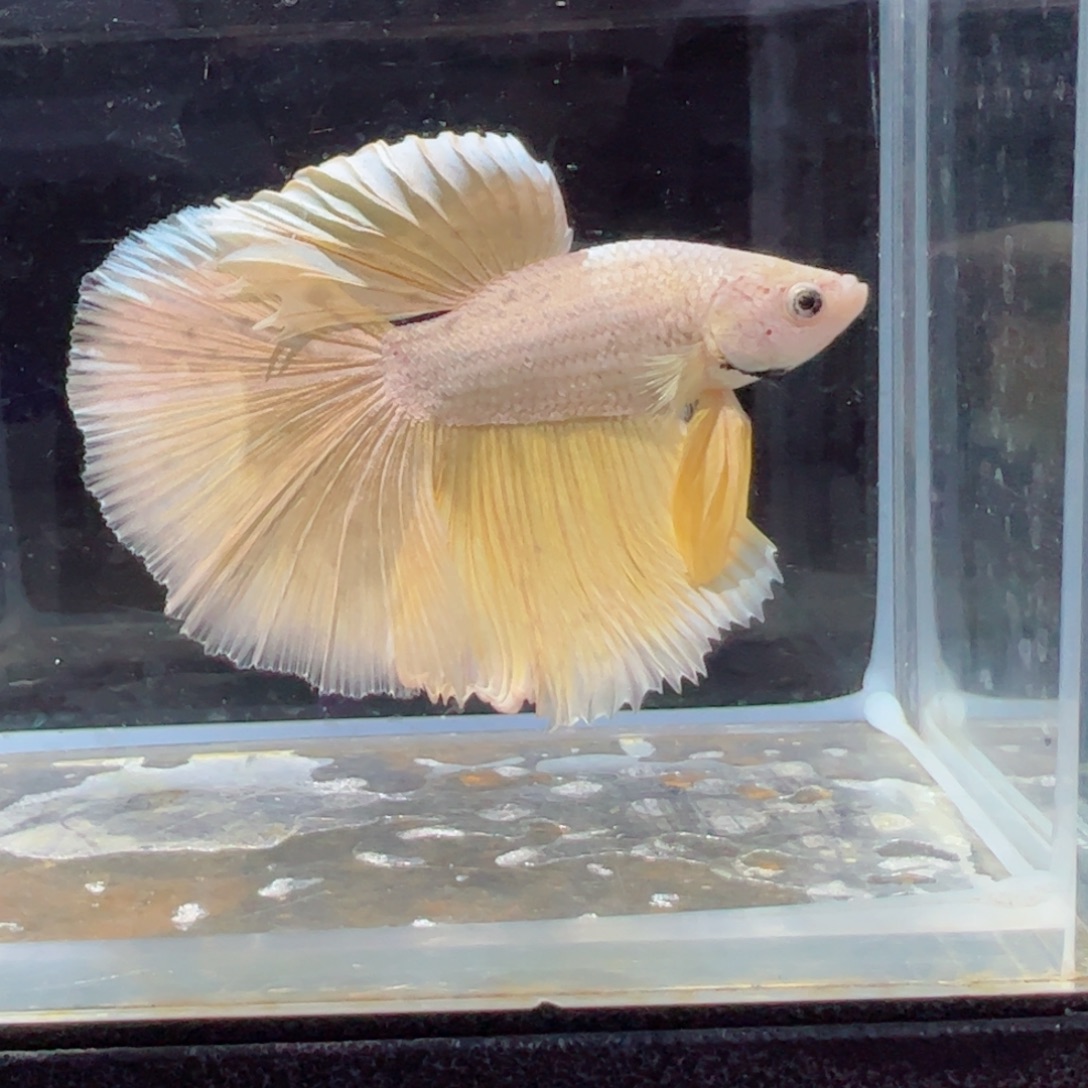 斗鱼浅色特殊尾hhhh