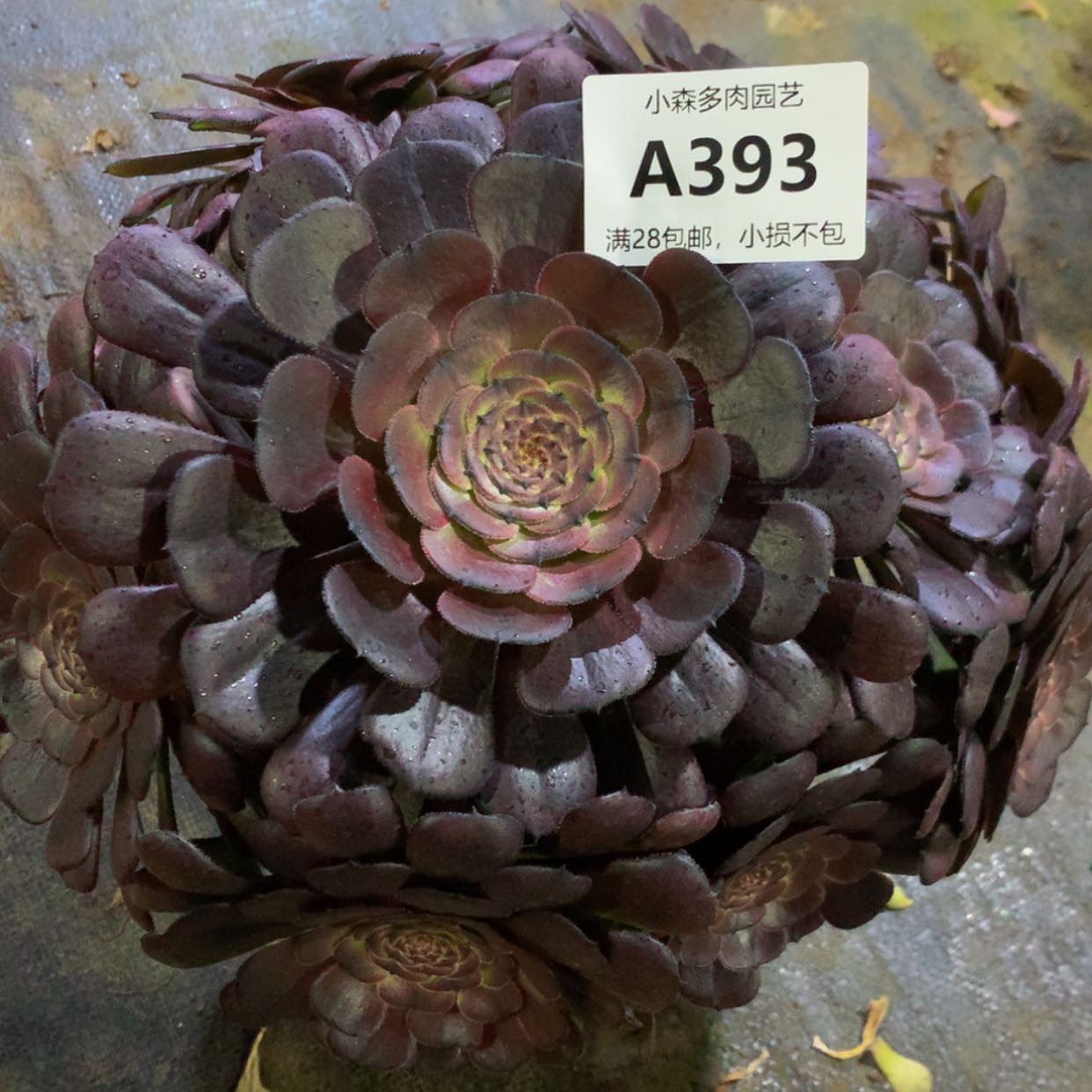 【闪购商品】393萝莉多肉