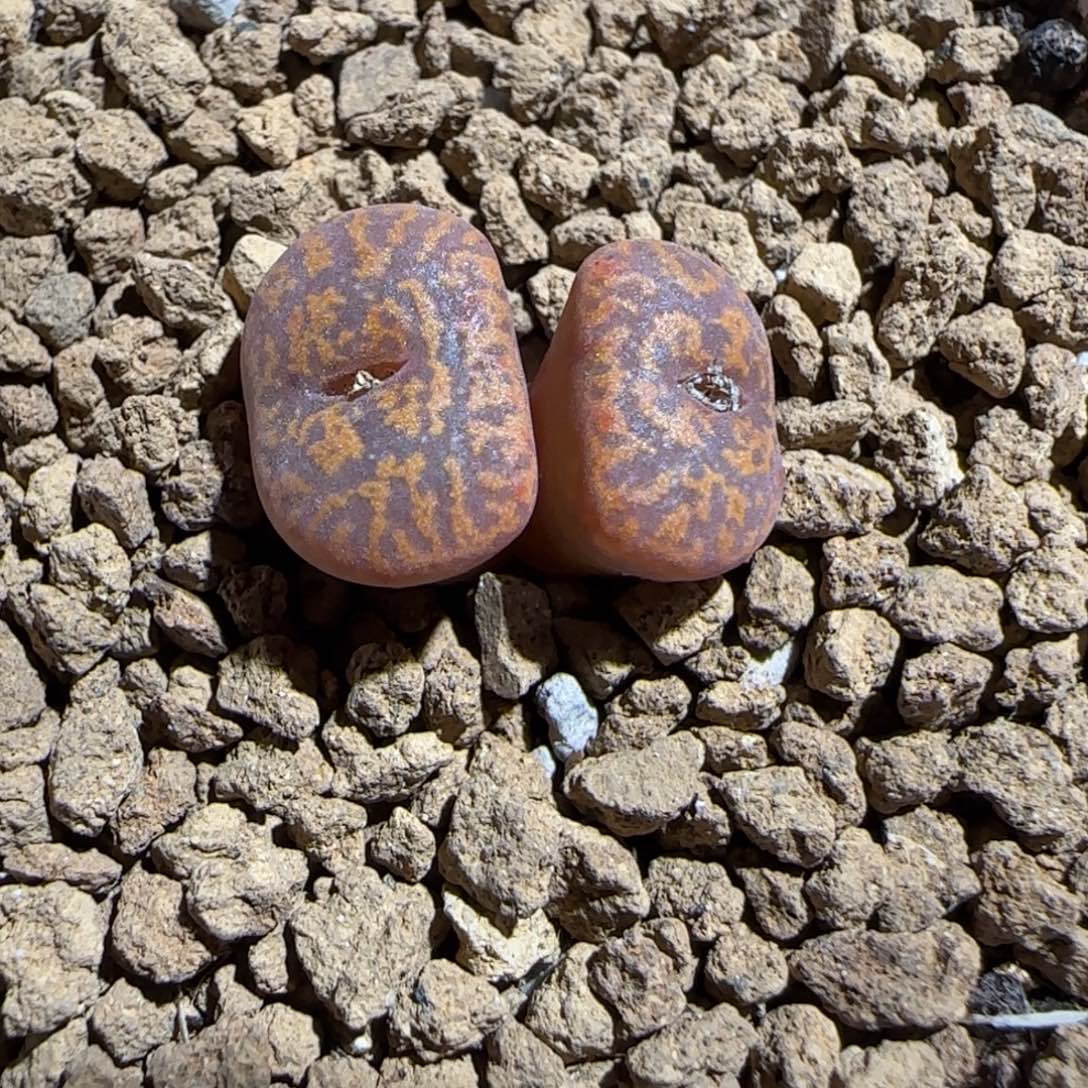 肉锥多肉植物组合-朱雀925