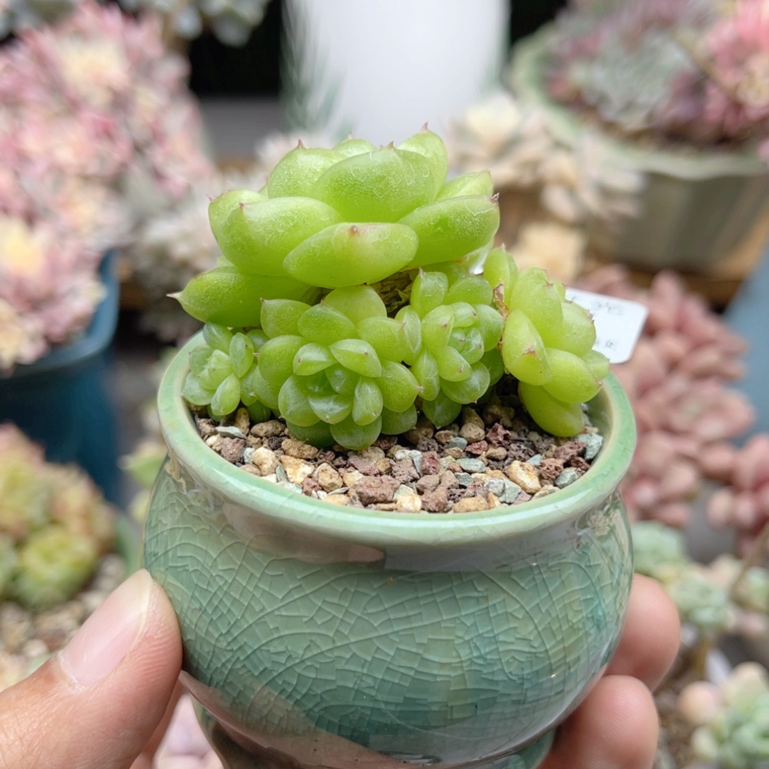 爱***壳657 珍妮麦秆群 带陶瓷盆发货 满28包邮