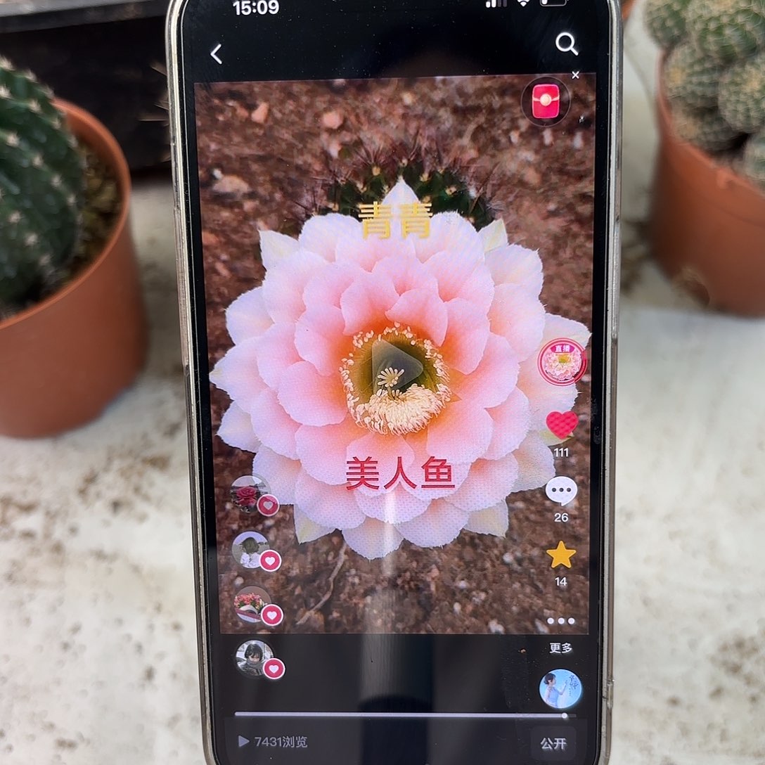 彩草青青美人鱼群生11公分左右