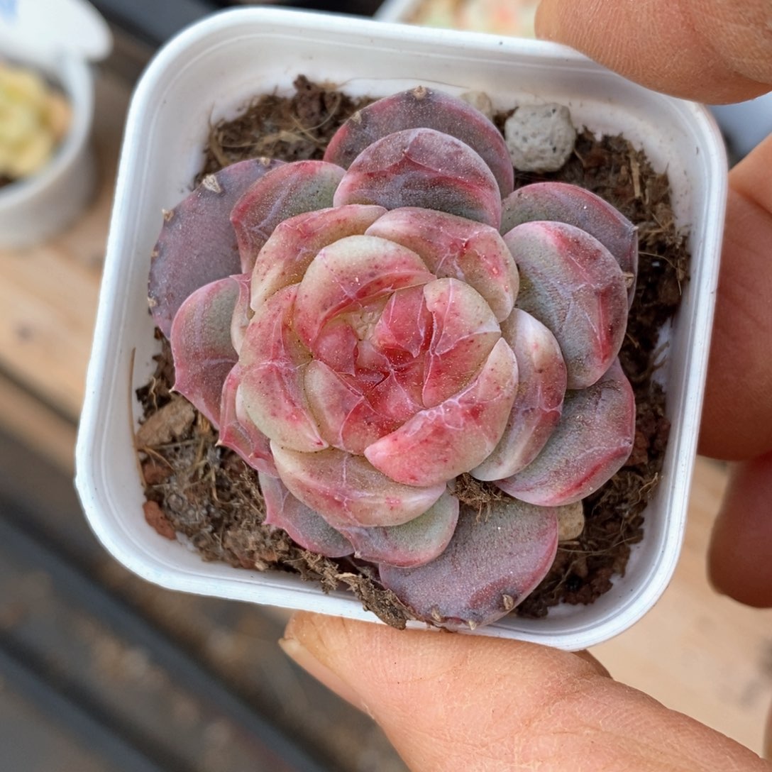 精品多肉一物一拍不包整310