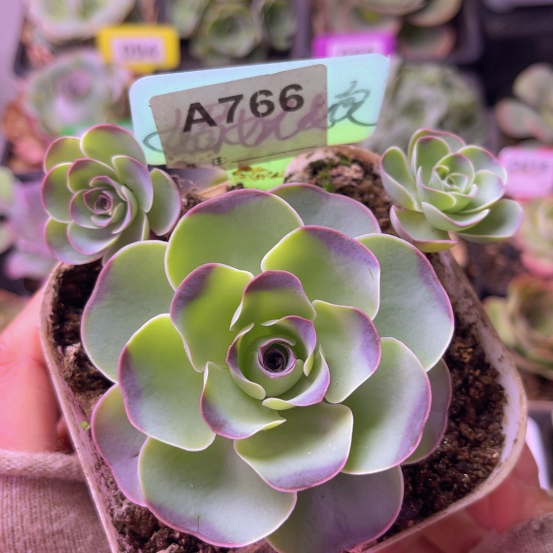 大**愚山地玫瑰一物一拍A766