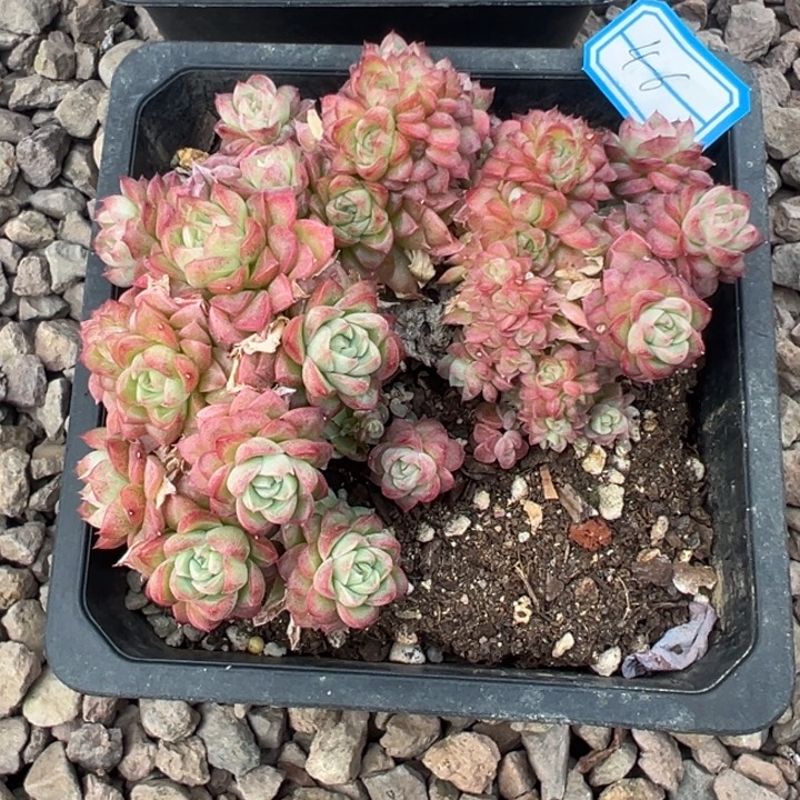 ღ****一物一拍麦秆女王多肉46