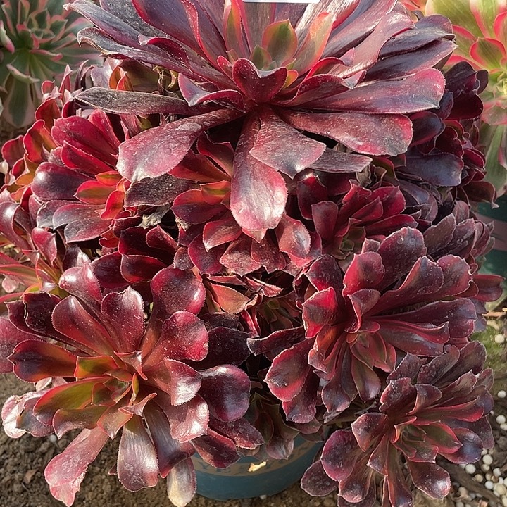 538蒙娜丽莎对肉植 