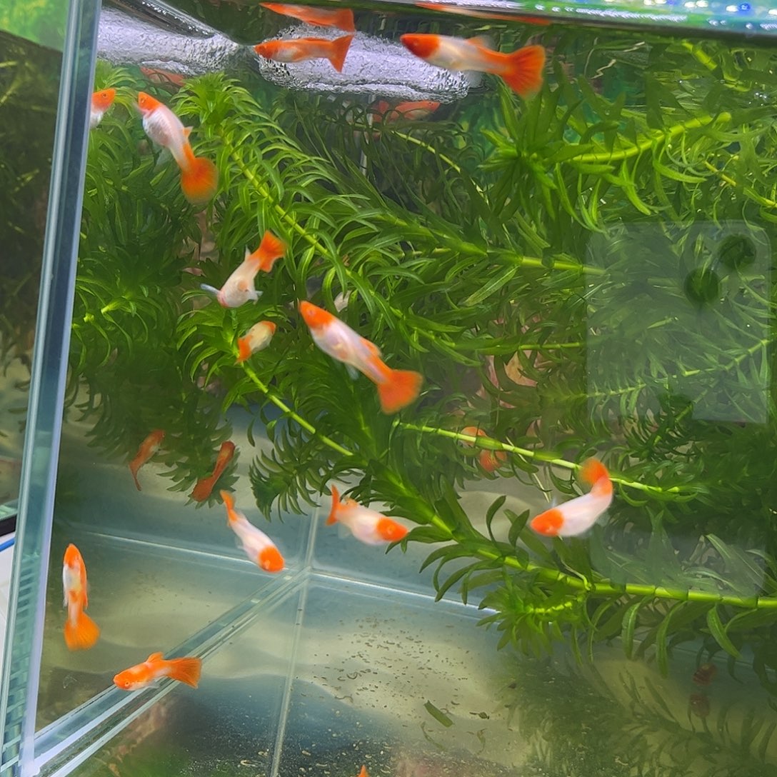 孔雀鱼鸿运当头3公3母