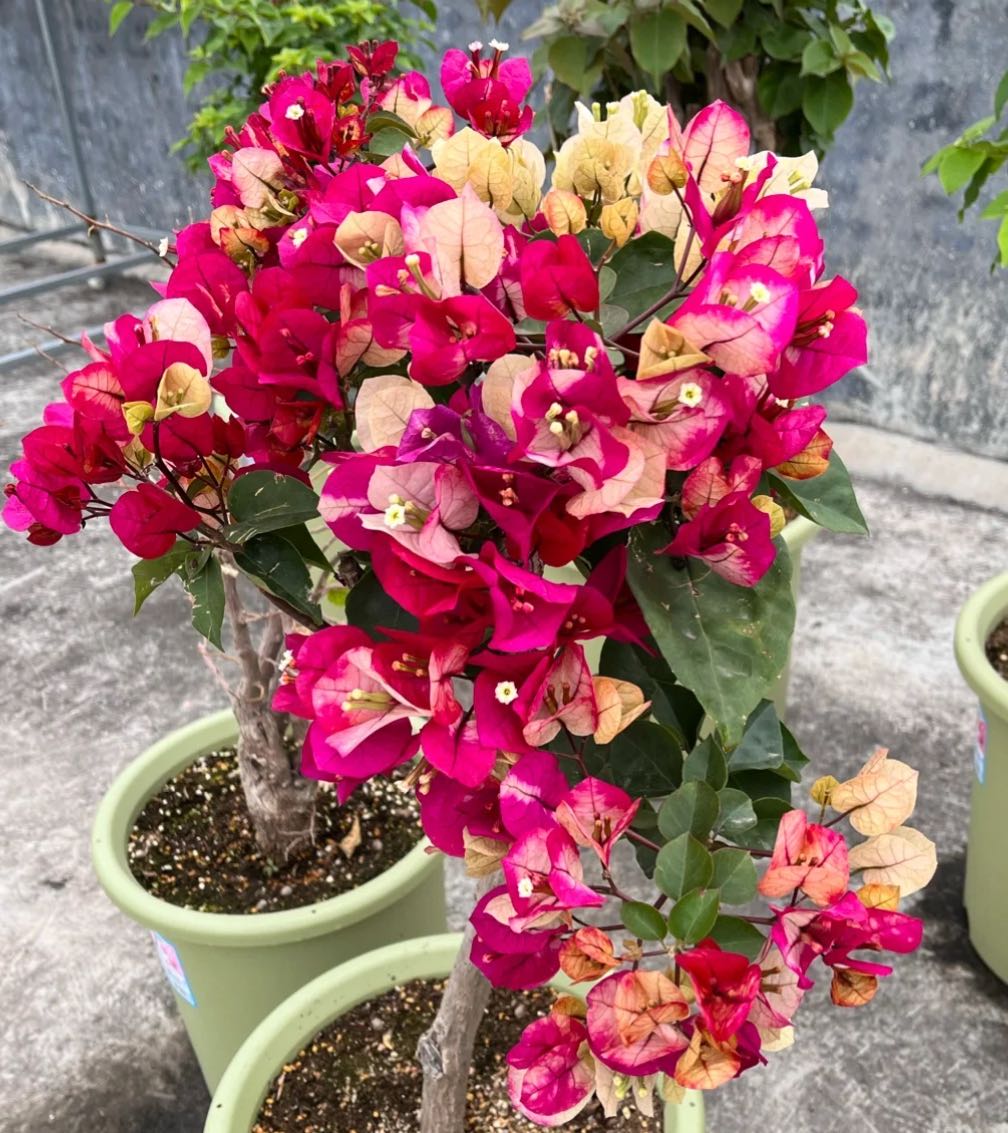 【新疆包邮】印度画报三角梅袋基地直发袋苗