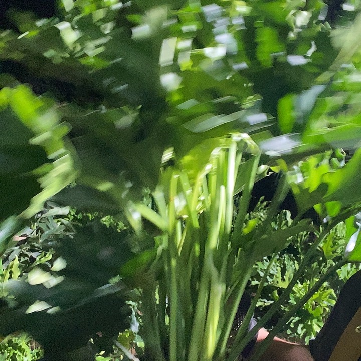 不开花植物龙鳞春雨福利29的土球发货