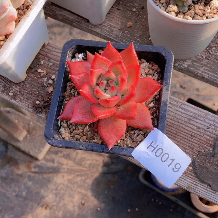 彩***闪购多肉1棵h0019