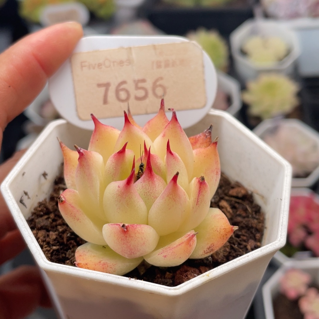 托斯卡内利7656-4.0厘米