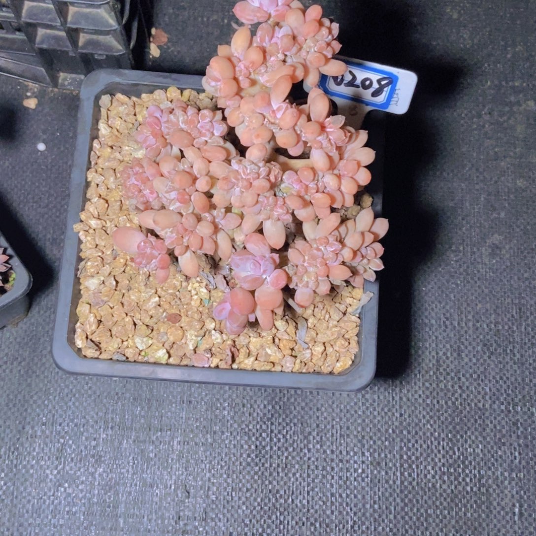 七***妹0208稻田里美人缀化一颗