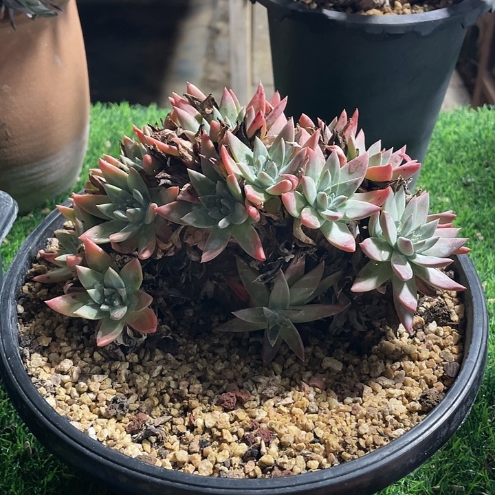 白雪朵朵缀粗桩粗