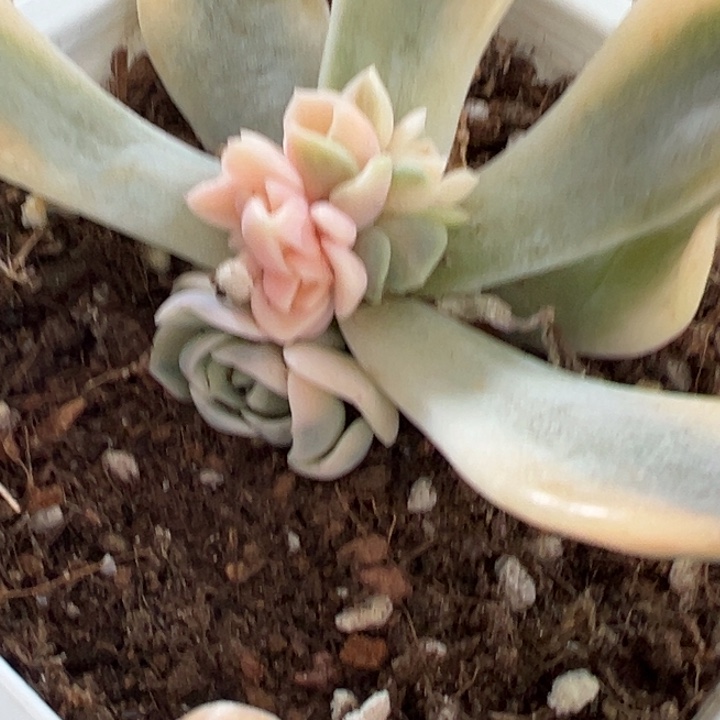 汉堡锦多植物2634