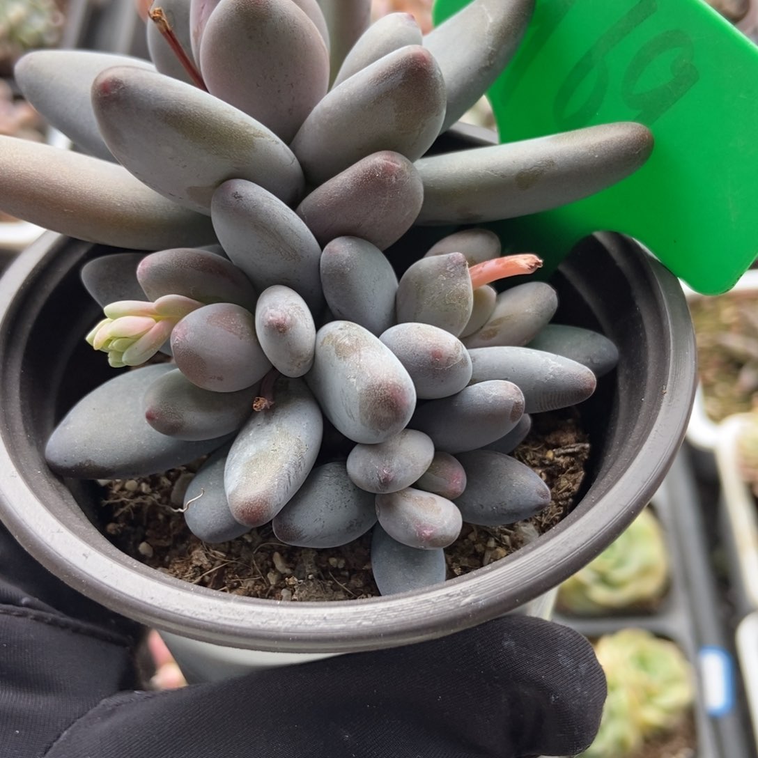  969白兰地多肉植物保护