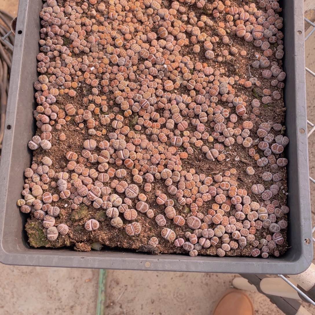 加***2一筐菊花石88888888888加