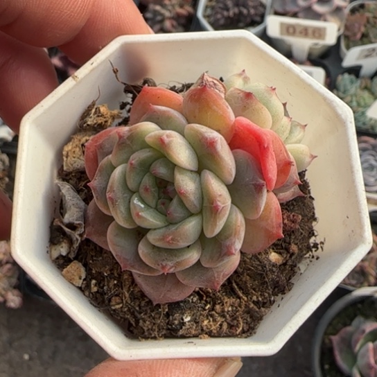 109葡萄珍妮多肉植物多