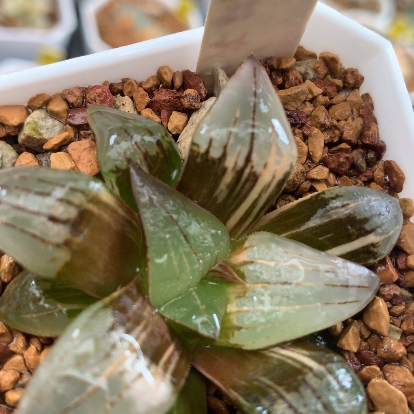 【闪购商品】483红纹