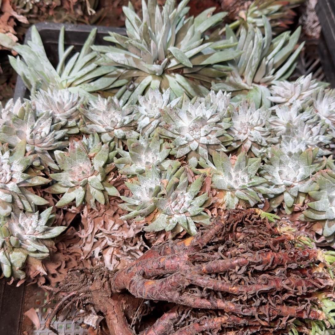 8274瑕疵框拍不售后