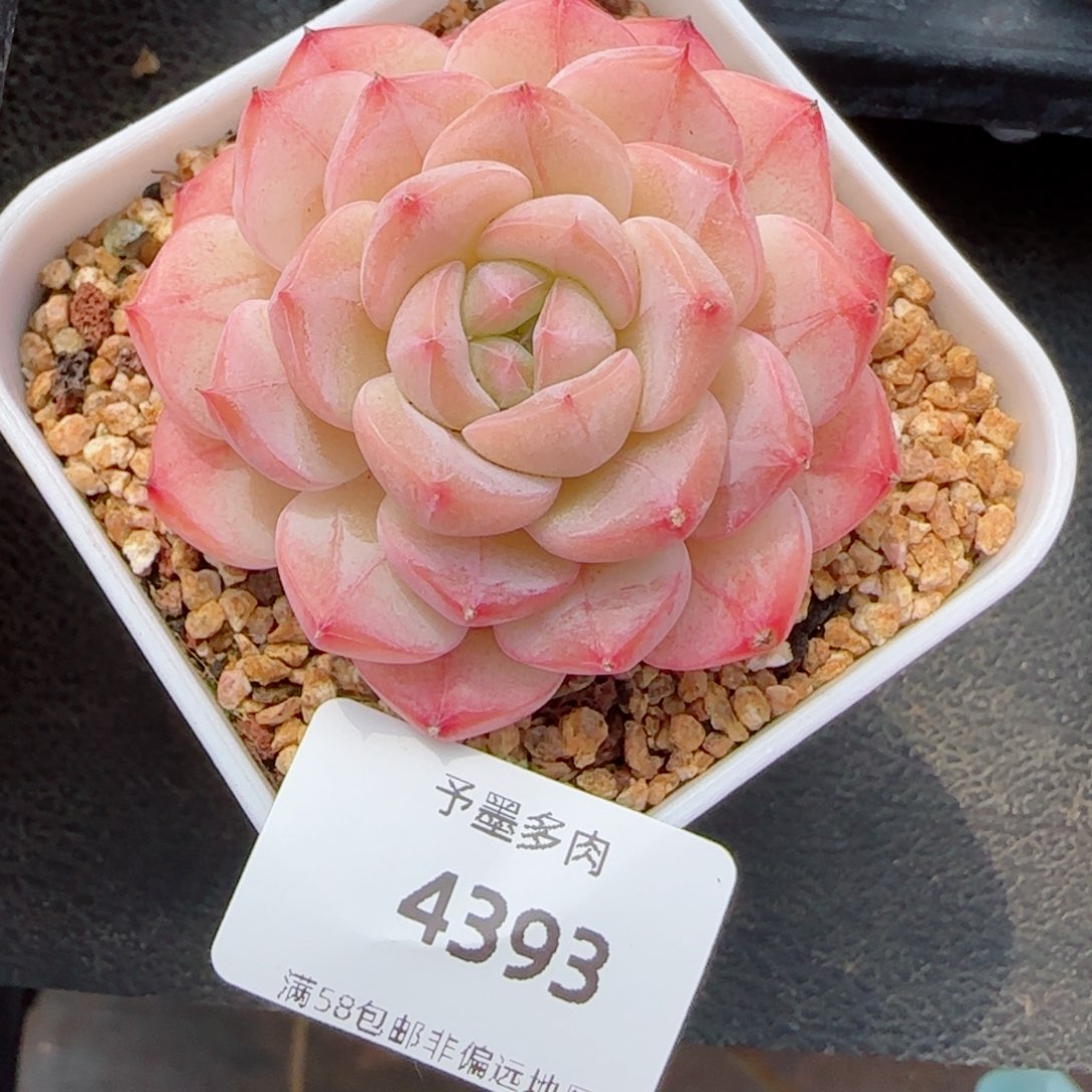 美心，4393多肉植物
