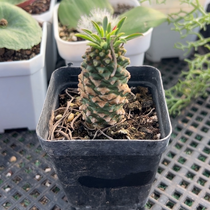 铁甲麒麟，一物一拍