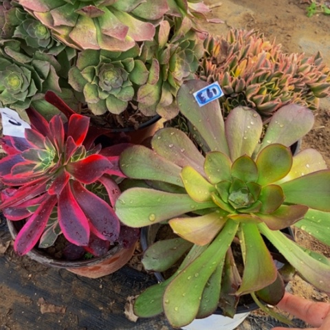 万圣节老甜茶老金丝雀嫩五度嫩61多肉