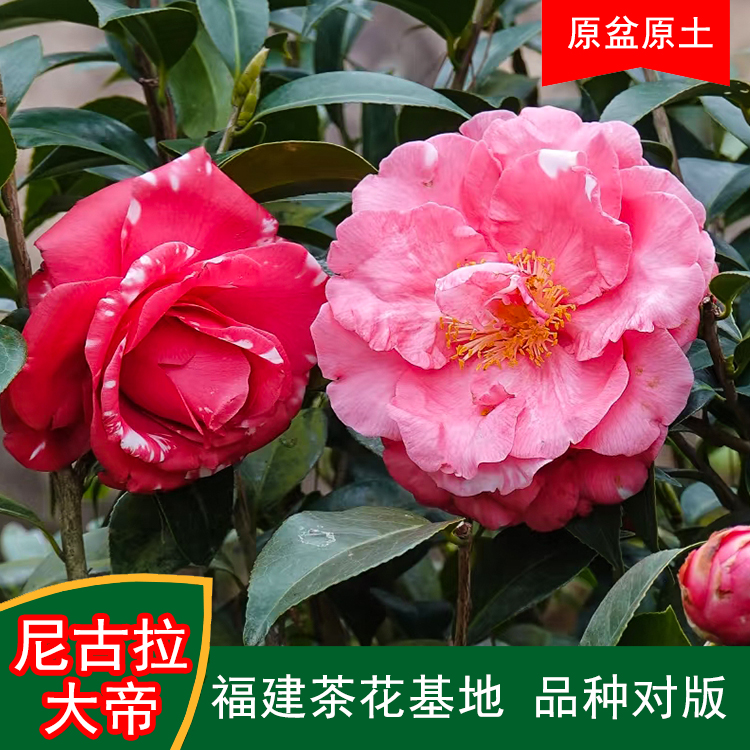 尼古拉大帝珍贵茶花品种室内外花卉阳台庭院福建茶花基地直销包邮