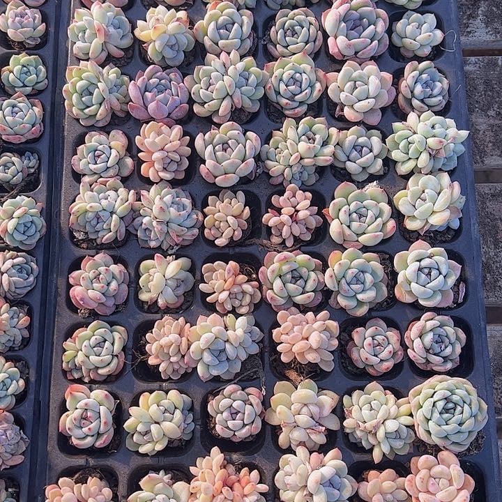 直播福利一物一拍268