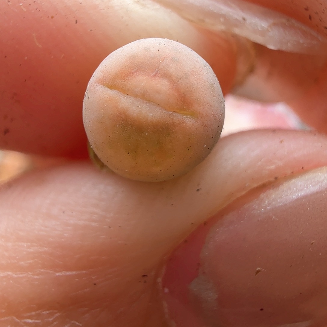 2.9.19/丑鹅/多肉植物