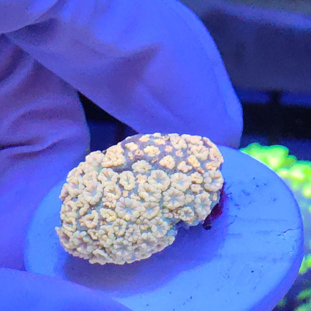 珊瑚不支持退货不到付不包邮接受下单