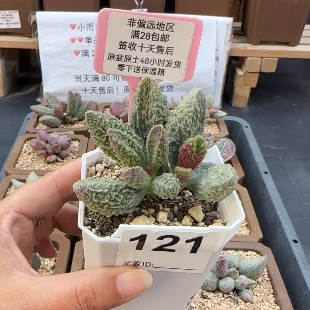 唯***我121苍龙多肉植物微瑕