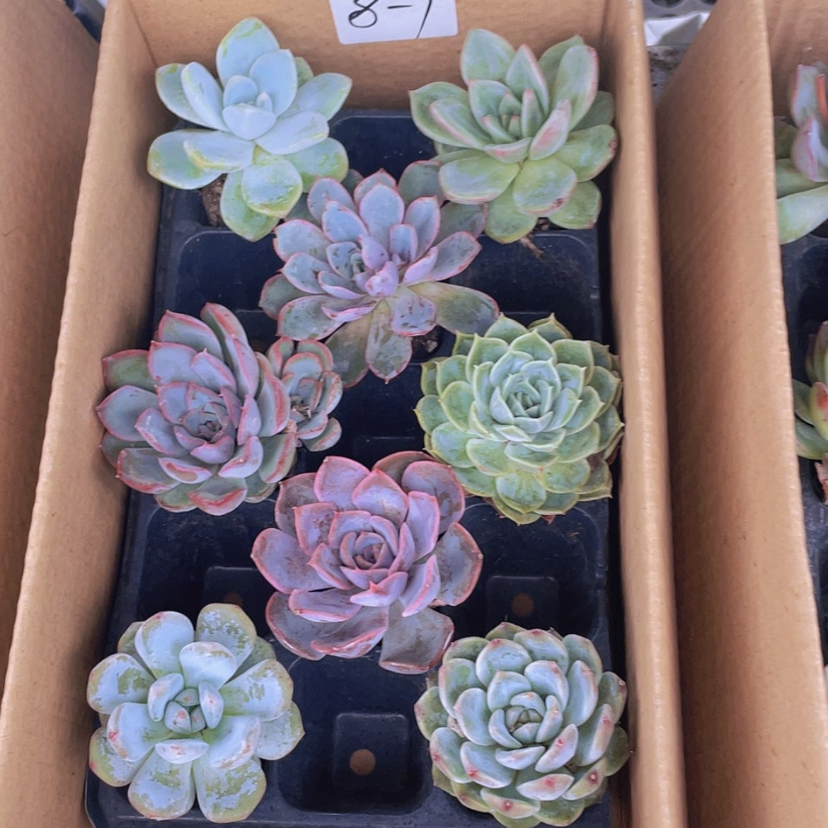 【闪购商品】8颗-7号约4-6厘米