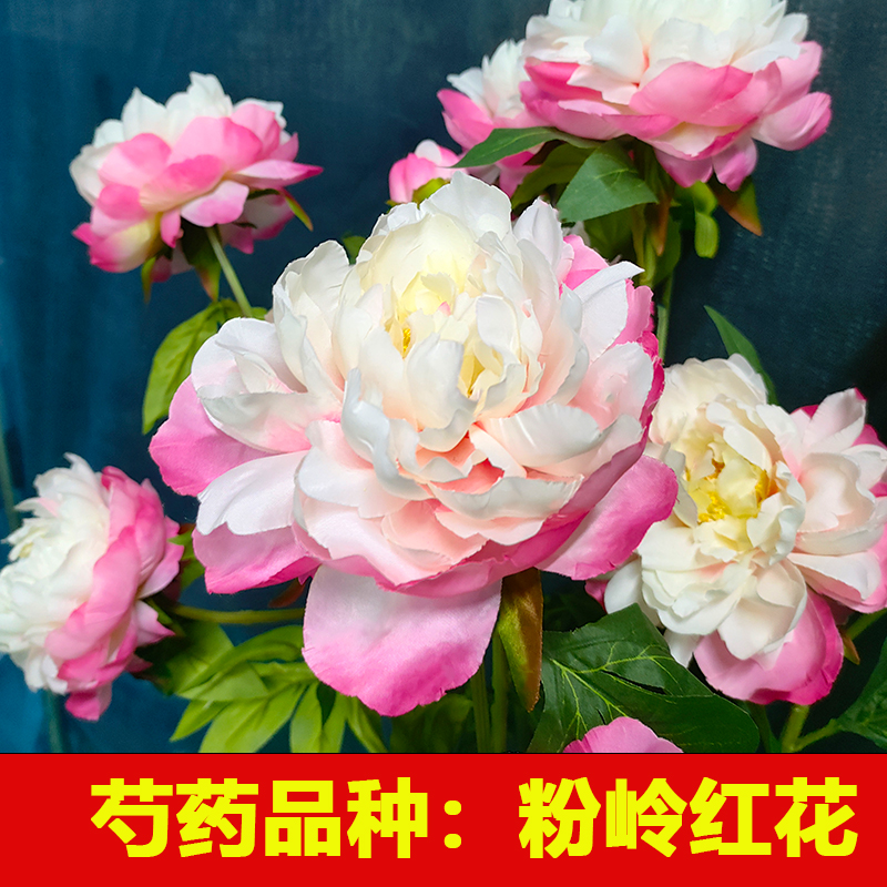 精品芍药花苗 粉岭红花 庭院地栽盆栽开花大花期长易养活