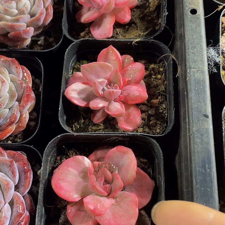 彩虹糖锦带盆土发