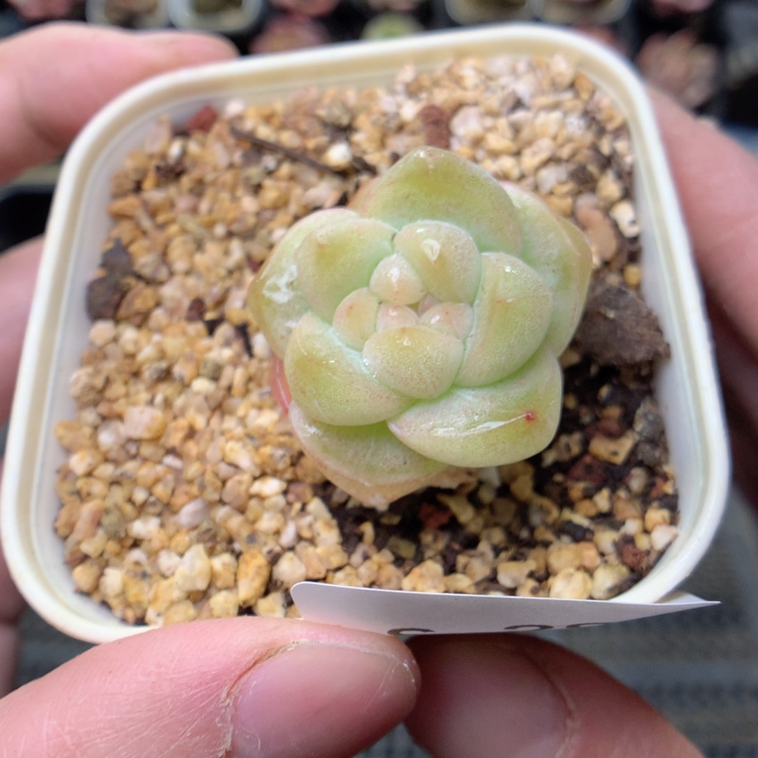 S29y y y y y y y g g g y