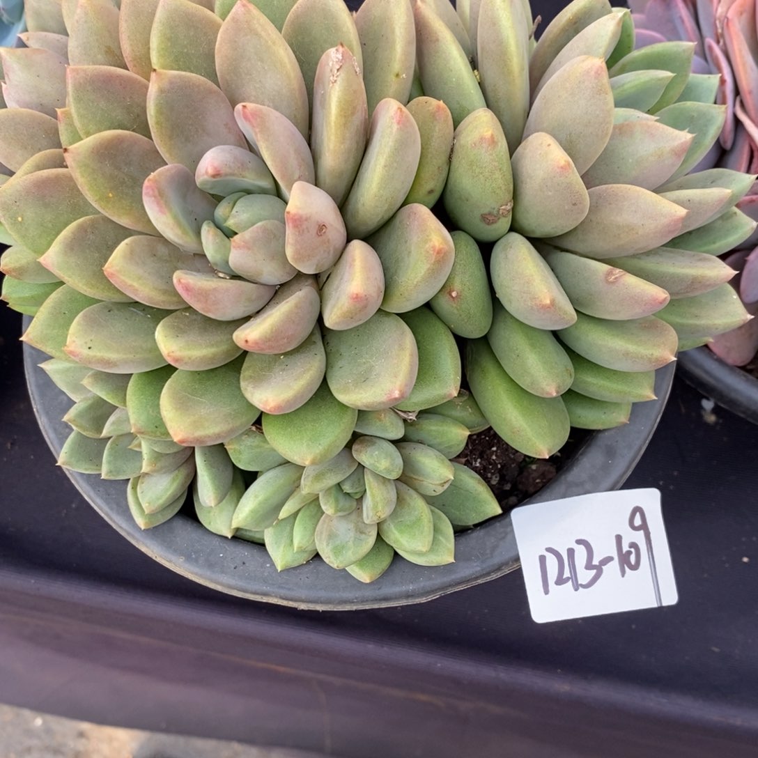 勿秒拍秒退1212-109象牙