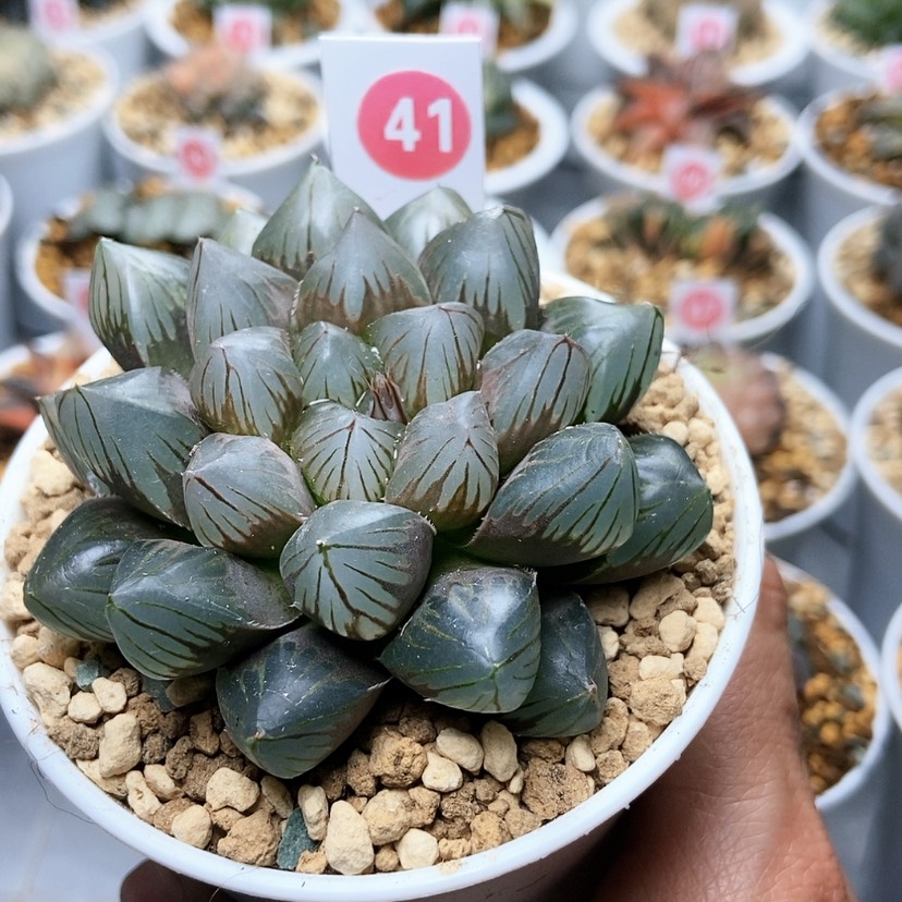 【闪购商品】41龙爪