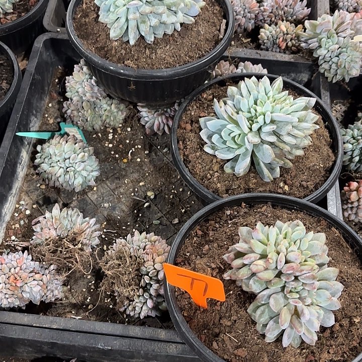 星颖缀化多头群山77