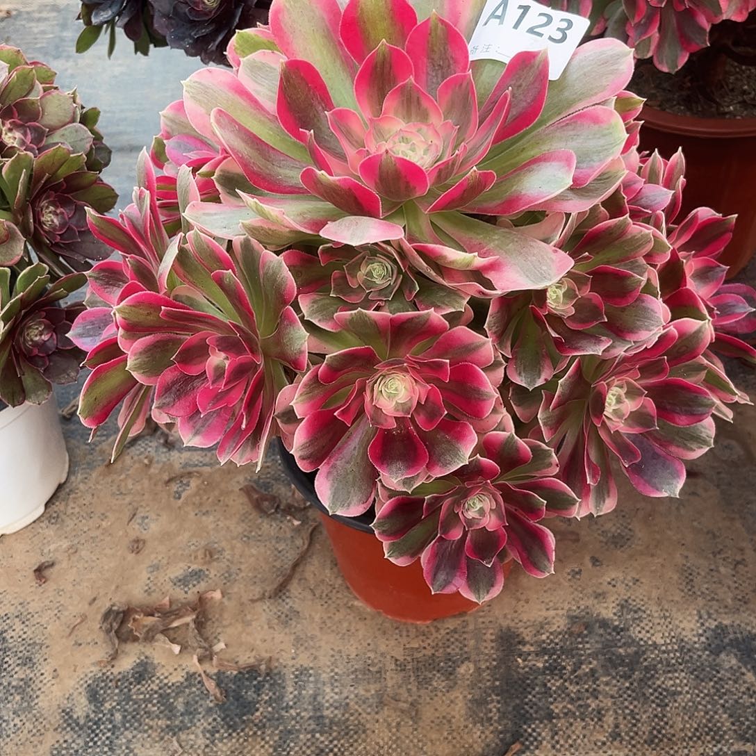 多肉植物粉女郎123多肉