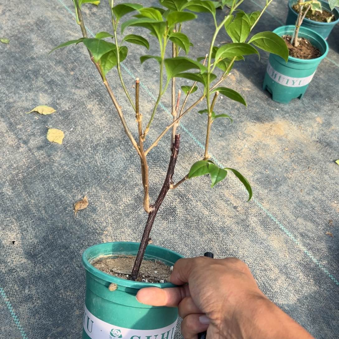 无花朵【20号苏瓦娜一棵】随机发货福利款不售后