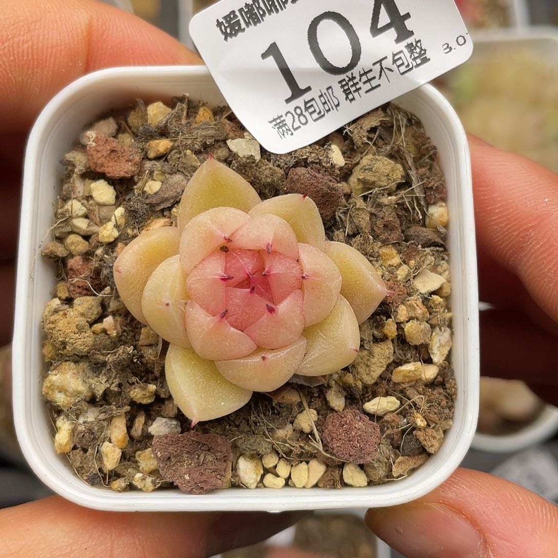 104 3.3一物一拍精品美肉