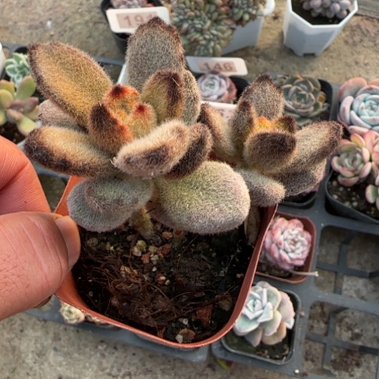 24孙悟空多肉植物多