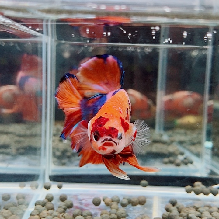 斗鱼黑314号巨斗将军