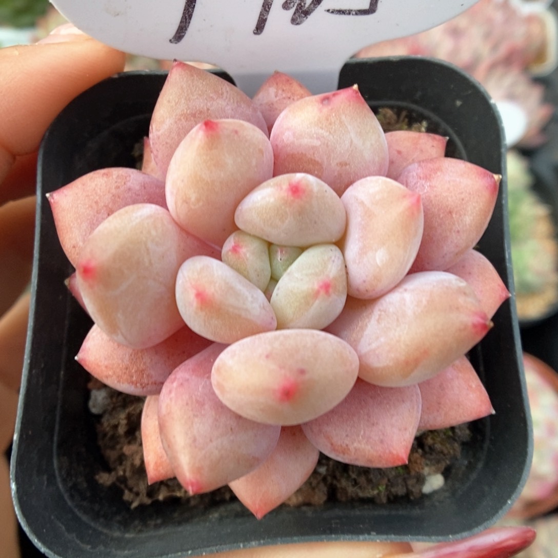 车厘子可拍9705号。  