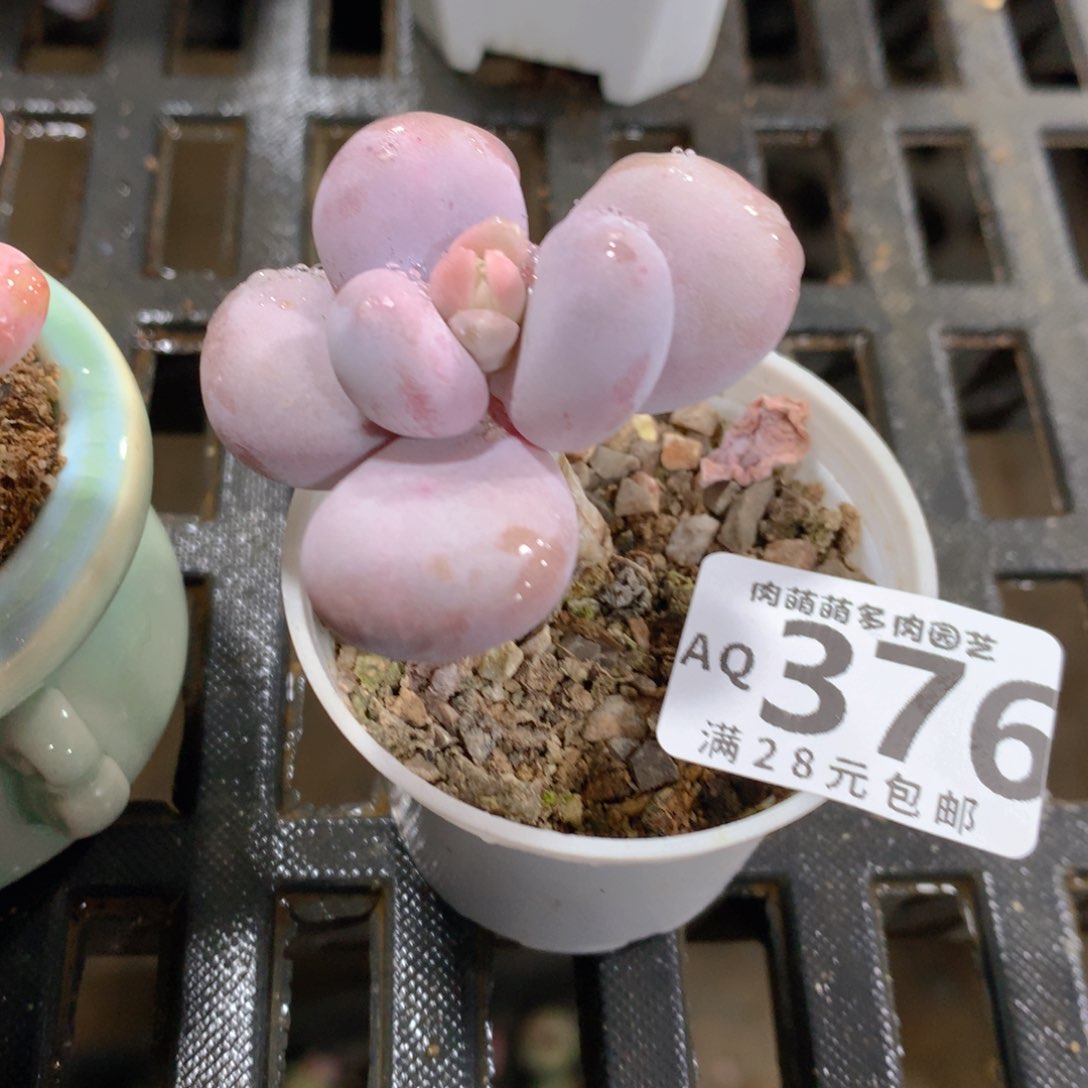 肉萌萌5cm拇指盆多肉AQ376