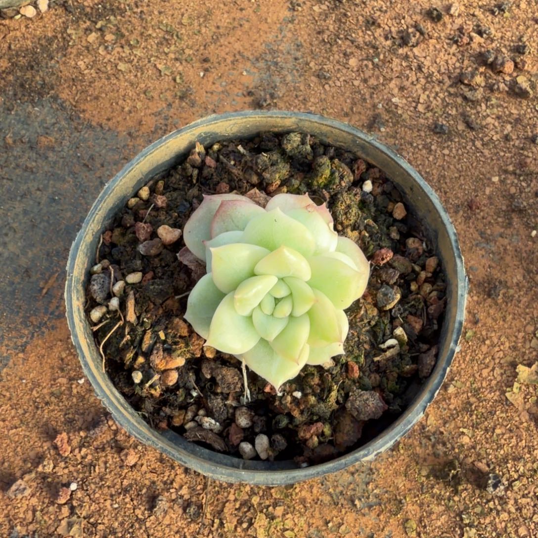 珍妮锦一物一拍19-35