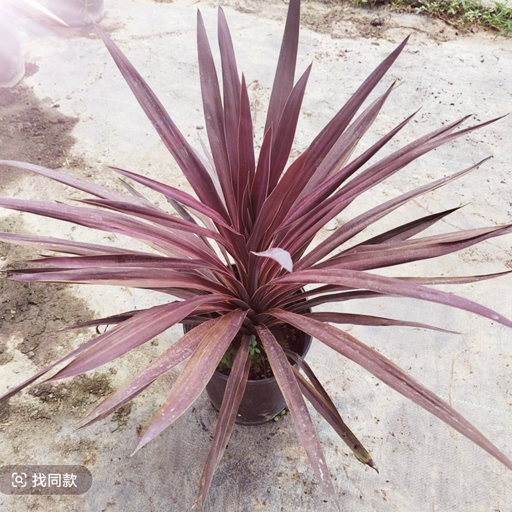 澳洲朱蕉红巨人盆栽四季观叶花卉庭院花坛造景花镜植物好养耐寒热