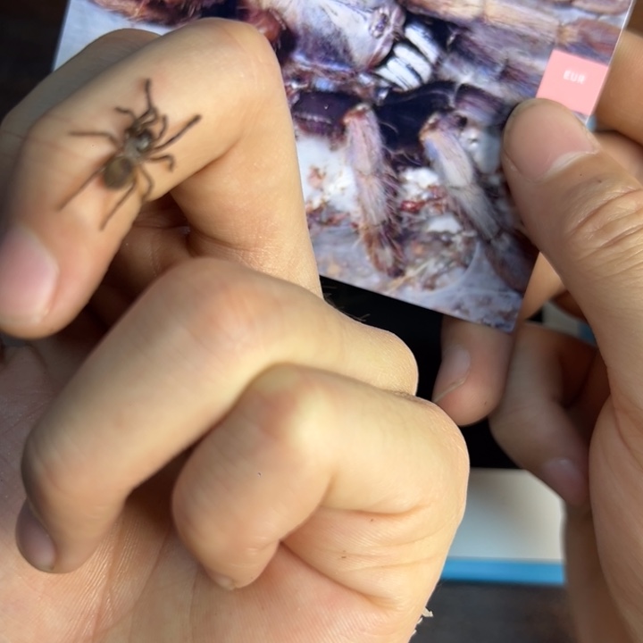 跳蛛卡利幻彩2cm苗子