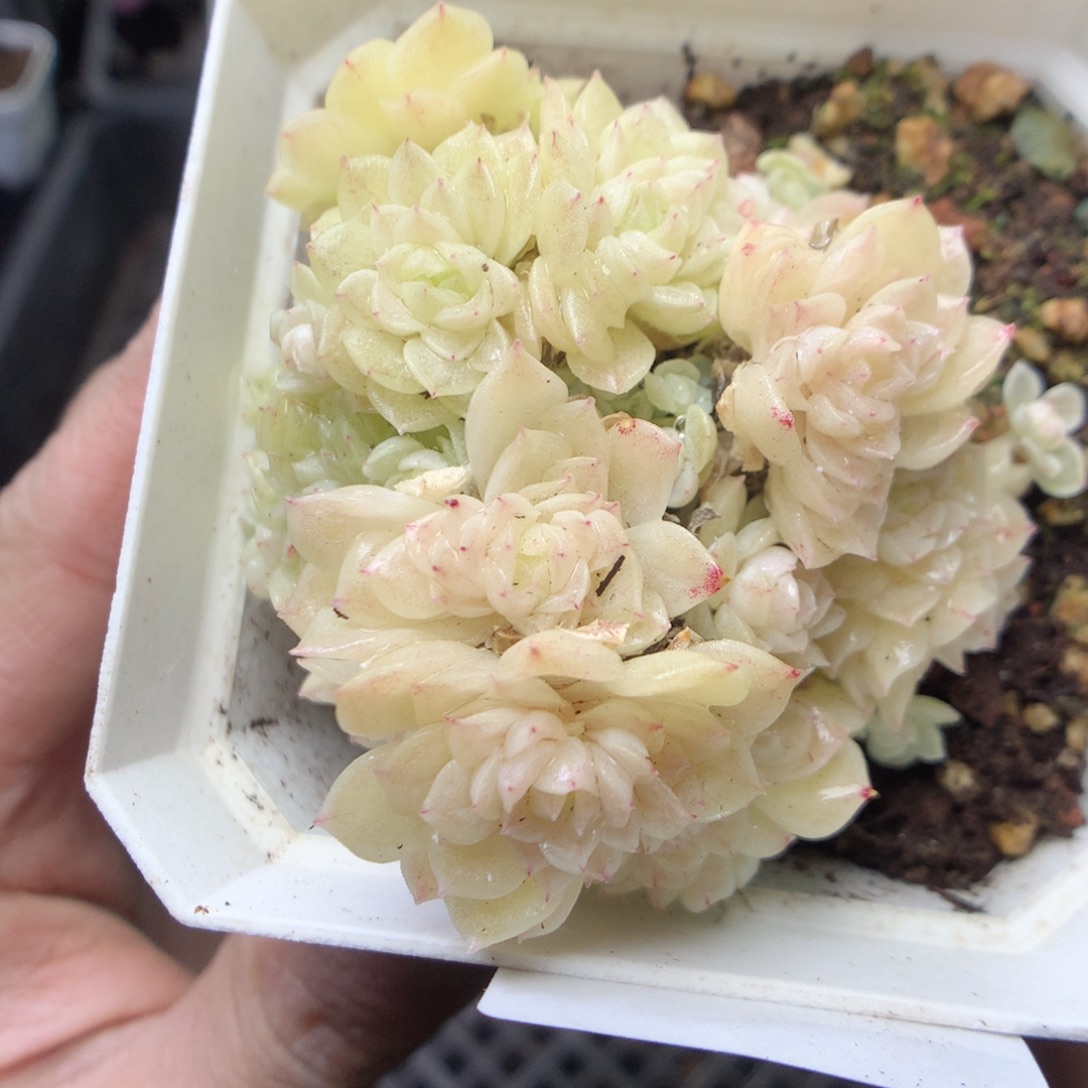 无花朵E124 yyyyyyyy