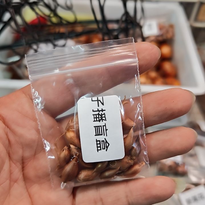 酢浆草子播杂交盲盒