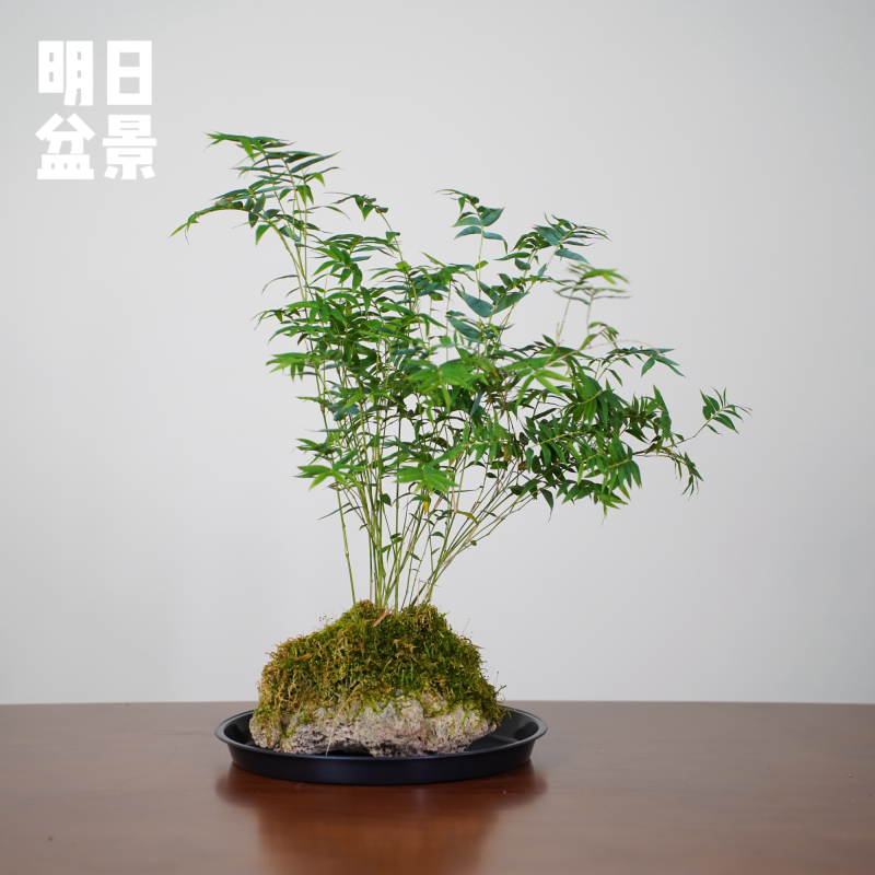 附石竹子懒人植物可长期泡水天然吸水石红观音竹米竹适合鱼缸
